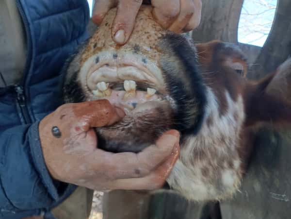Lote 70 Vacas de invernar