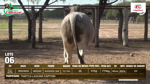 Lote TORO - BRAHMAN