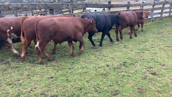 Lote 46 Novillo Engorda en Chile Chico, XI Región Aysén