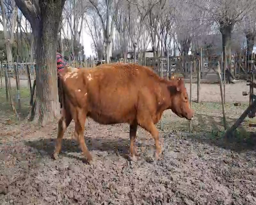 Lote 13 Vacas de invernar en Gral. Lamadrid, Buenos Aires