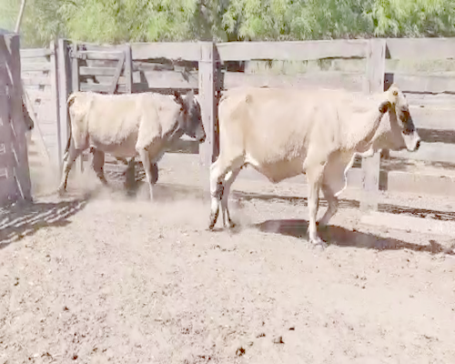 Lote 30 Vacas preñadas en Monte Quemado, Santiago del Estero
