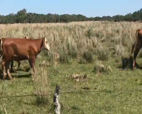 Lote 45 Novillitos en Mercedes, Corrientes