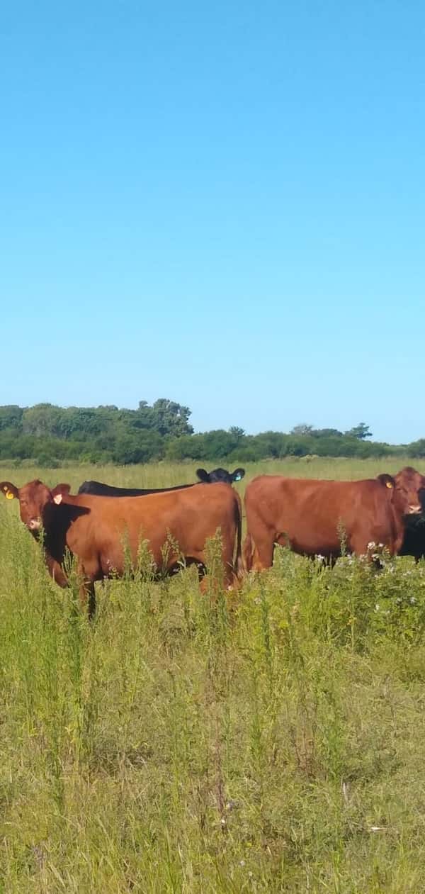 Lote 40 Vaquillonas C/ gtia de preñez en Perdices, Entre Ríos