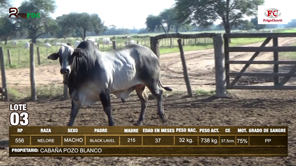 Lote TORO - NELORE