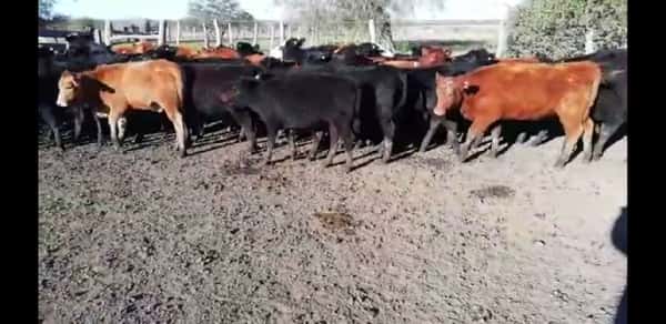 Lote 50 Terneras en Villaguay, Entre Ríos