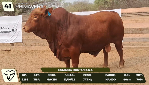 Lote LOTE 41- CAMPO