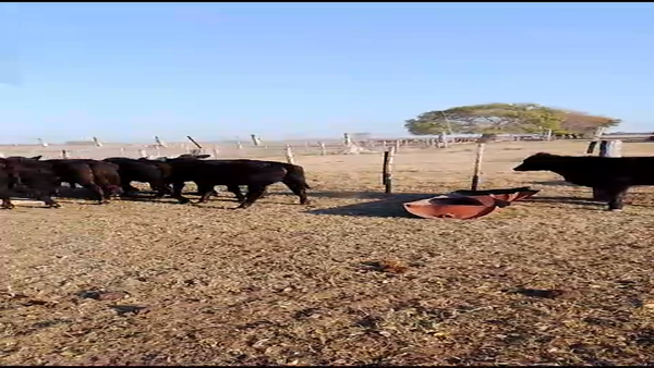 Lote 65 Terneros/as Cruzas en Silva, Santa Fe