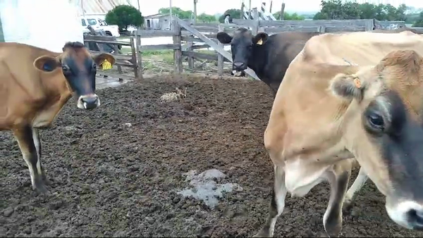 Lote 3 vacas kiwi