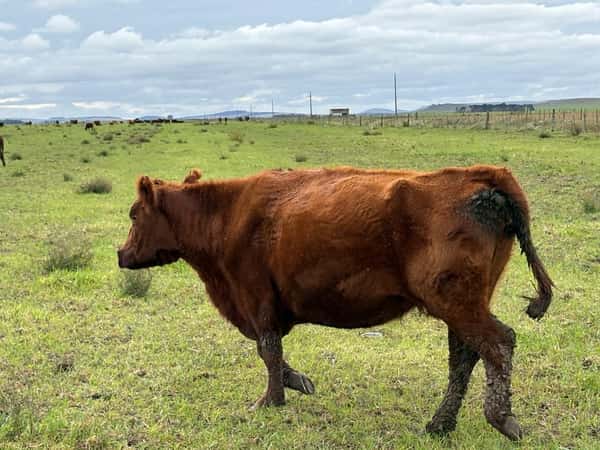 Lote 65 Vacas de invernar en Buenos Aires, Tandil