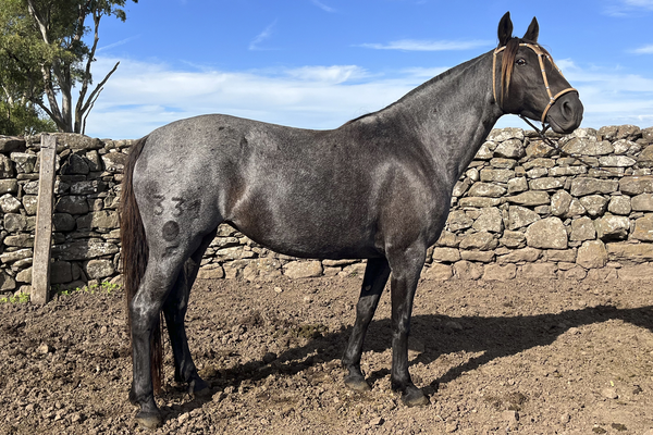 Lote CEERTEZA GAITERA