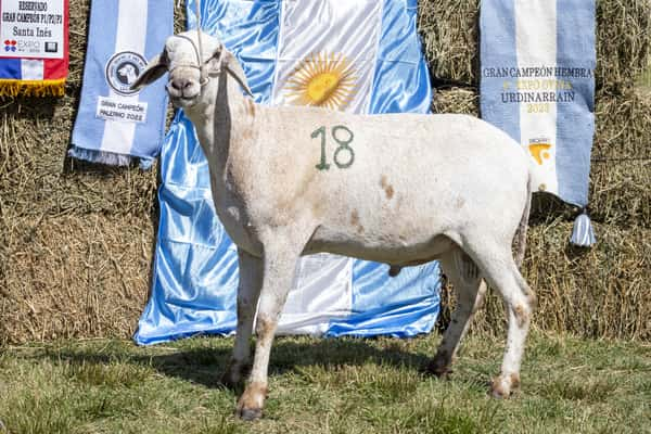 Lote SANTA INES P.P.C.