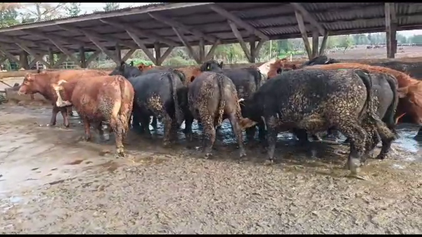Lote 20 Novillo Gordo en Los Ángeles, VIII Región Biobío