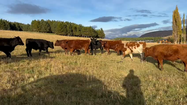 Lote 55 Novillo Engorda, Coyhaique, XI Región Aysén