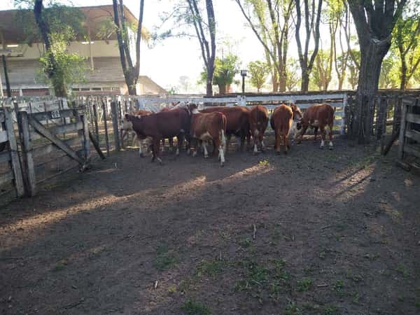 Lote 10 Vaquillonas en Gral. Lamadrid, Buenos Aires