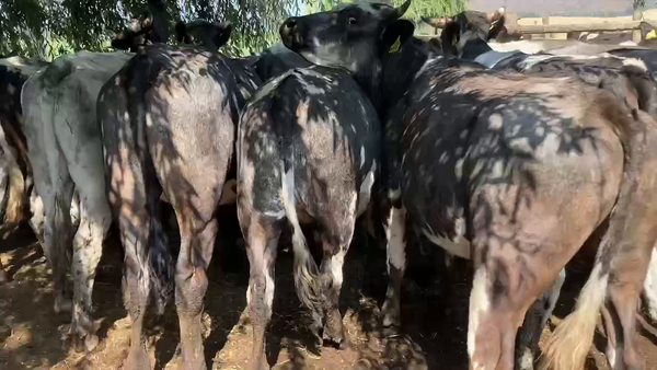 Lote 22 Novillo Engorda en María Pinto, Región Metropolitana