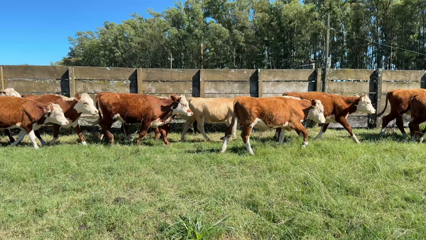Lote TERNEROS