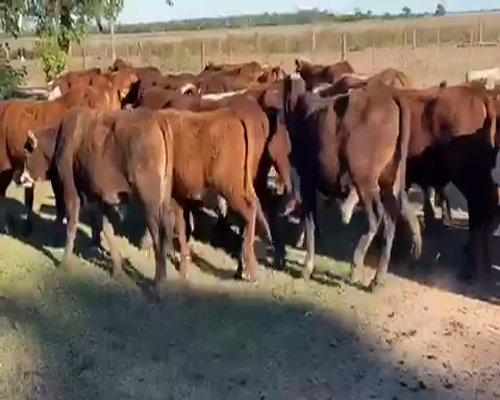 Lote 200 Novillitos en El Colorado, Formosa