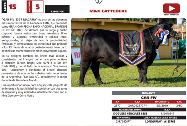 Lote LOTE 15