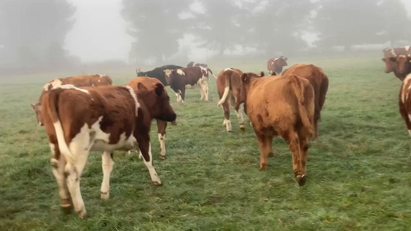 Lote 29 Vaquilla Engorda en Purranque,  X Región Los Lagos