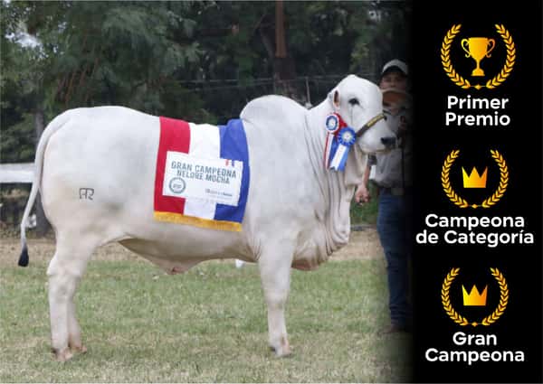 Lote Nelore a Bozal Expo Internacional 2022 RP 538  - Lote 20