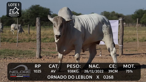 Lote LOTE 1