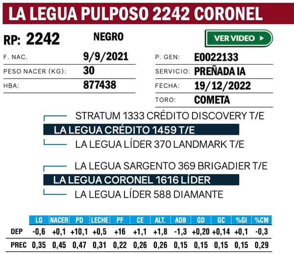 Lote VAQUILLONAS ANGUS  PP