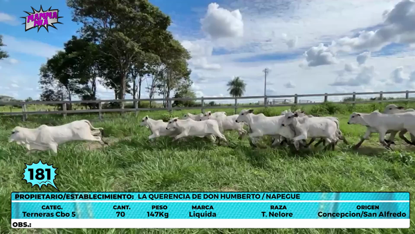 Lote LOTE 181