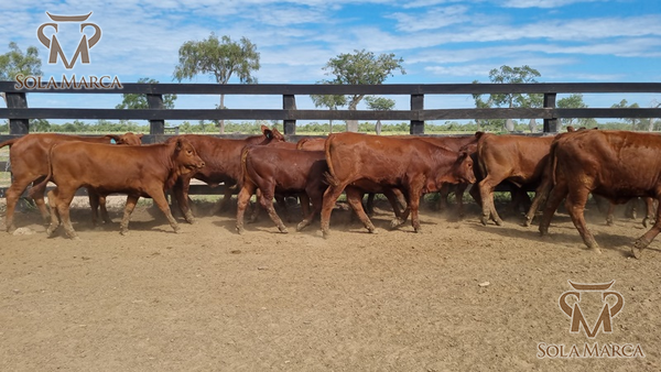 Lote Terneras CBO 2