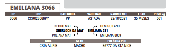 Lote LOTE 61