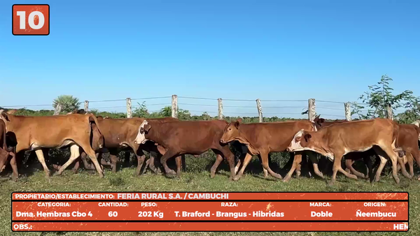 Lote LOTE 10