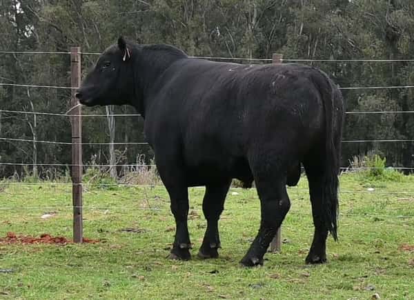 Lote TOROS