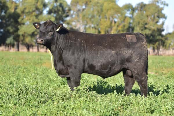 Lote 2 Toros PC