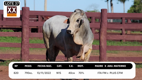 Lote LOTE 37