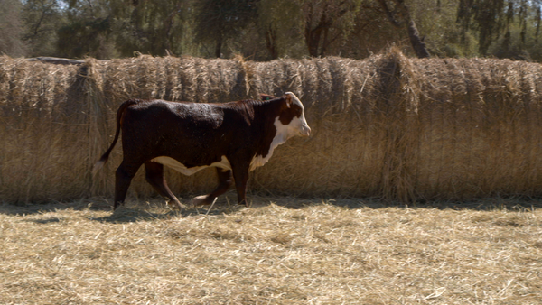 Lote HEMBRAS Remate Nucleo Genbra