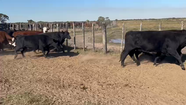 Lote 54 Vacas de invernar en San Justo, Santa Fe