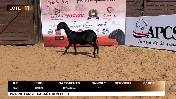 Lote LOTE 19 DE CATALOGO