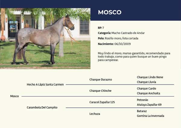 Lote RP 7 - Mosco