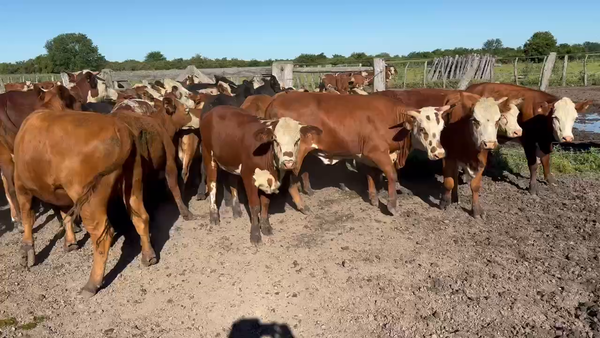 Lote 50 Terneras en Durazno, Entre Ríos