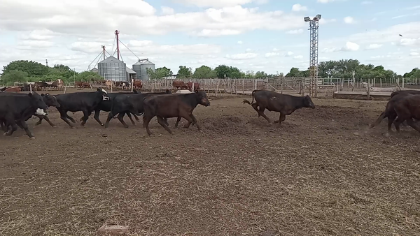 Lote 90 Terneros/as Brangus y sus cruzas en Cululú, Santa Fe