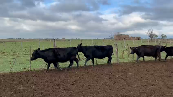 Lote 48 Vacas de invernar en Villa Eloísa, Santa Fe