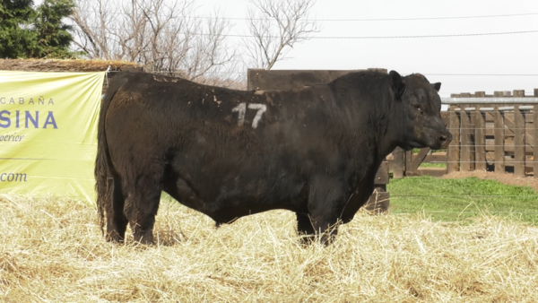 Lote TOROS ANGUS PURO CONTROLADO