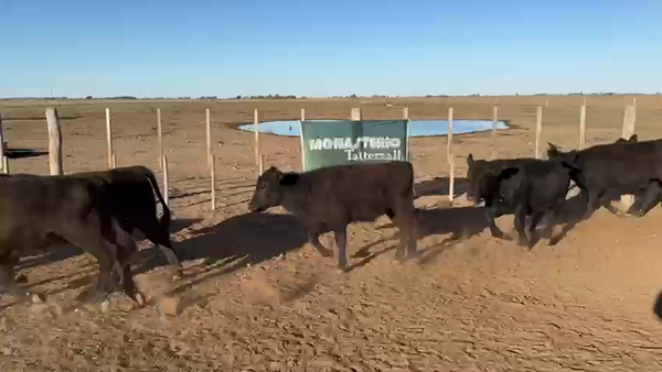 Lote 98 Terneros EN TRENEL LA PAMPA