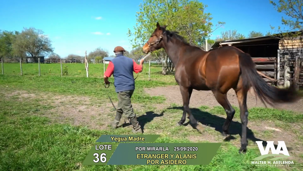 Lote POR MIRARLA