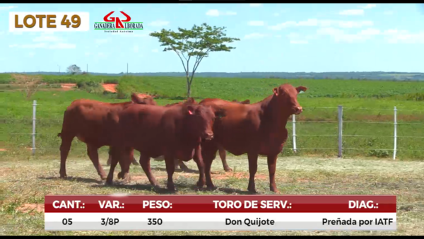 Lote LOTE 49
