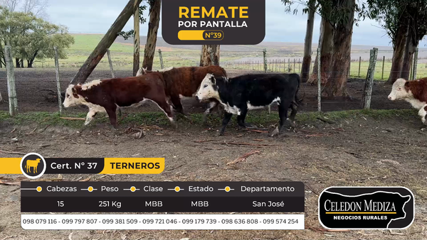 Lote 15 Terneros en San José