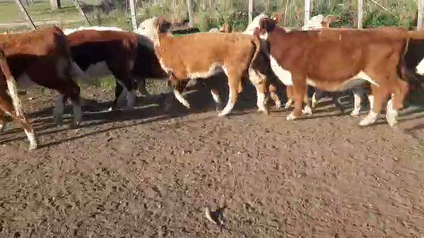 Lote 12 Terneras HEREFORD a remate en PANTALLA VIRTUAL - ESCRITORIO CAMY - LA CUENCA 150kg - , San José