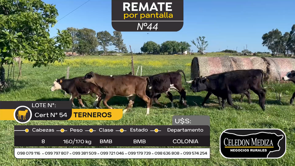 Lote 8 Terneros en Tarariras, Colonia