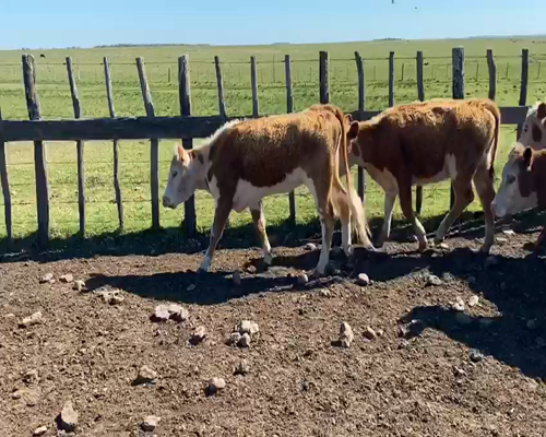 Lote 55 Vaquillonas en Paysandú