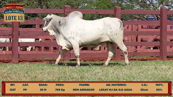 Lote LOTE 13