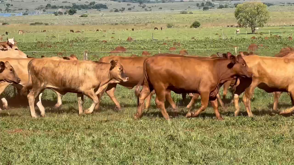 Lote 80 Vaquillonas en Ituzaingó, Corrientes